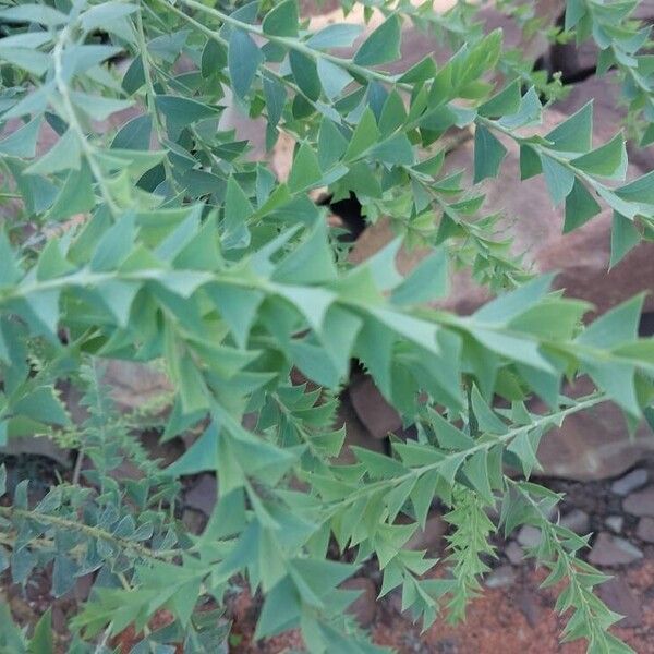 Acacia cultriformis Лист