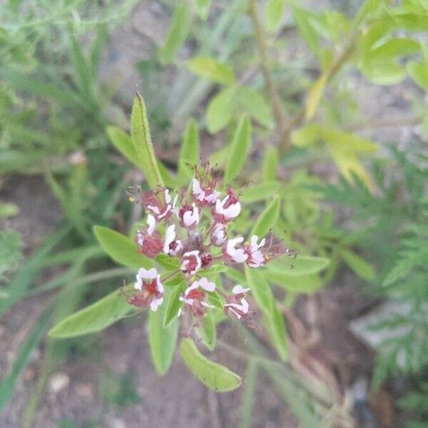 Polanisia dodecandra Blüte