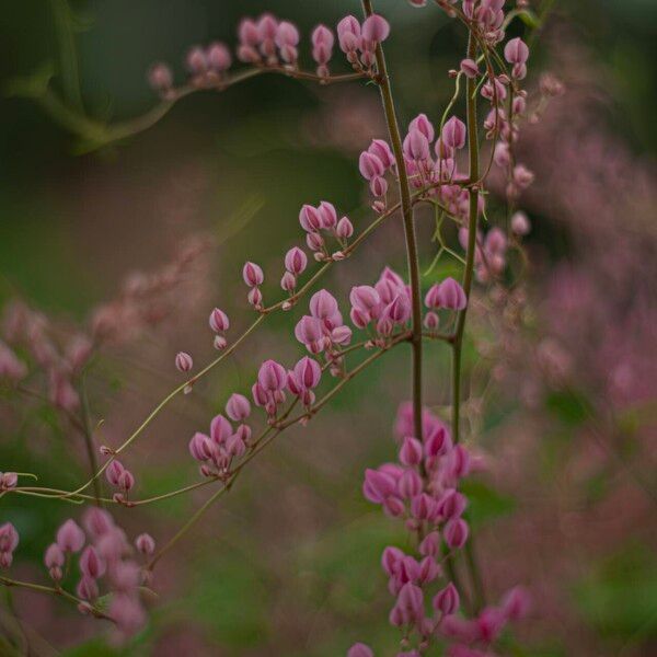 Antigonon leptopus Çiçek