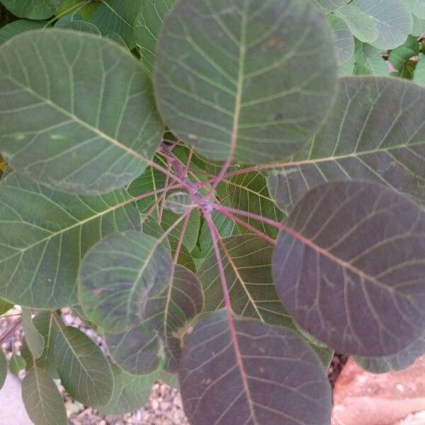 Cotinus coggygria Yaprak