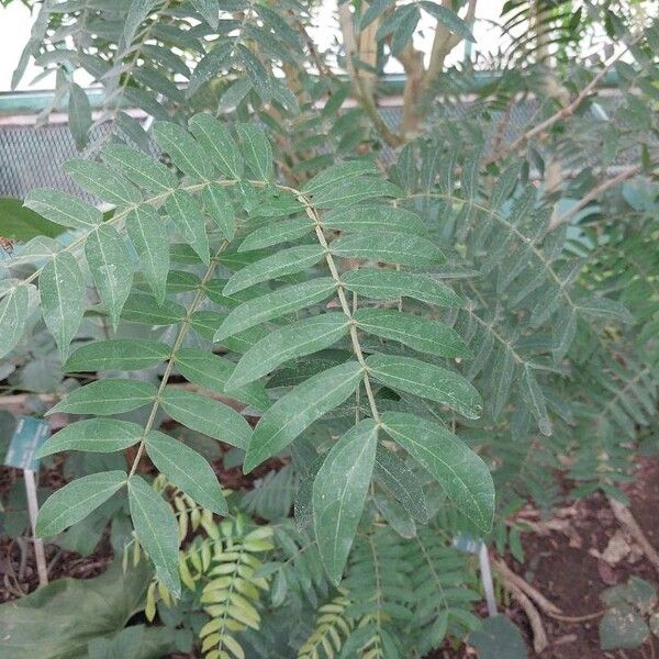 Calliandra haematocephala Лист