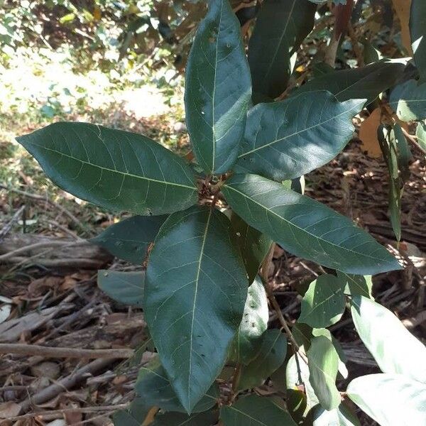 Heritiera littoralis Blatt