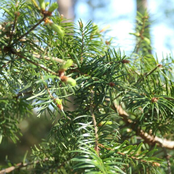 Pseudotsuga sinensis Levél