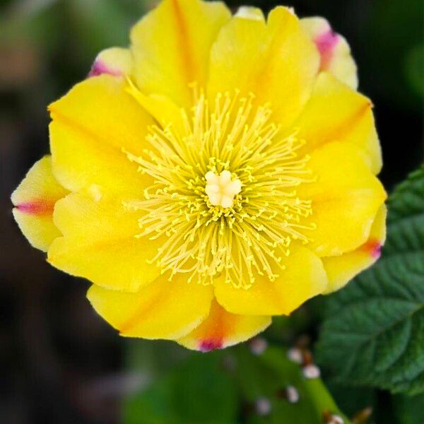 Opuntia humifusa Flor