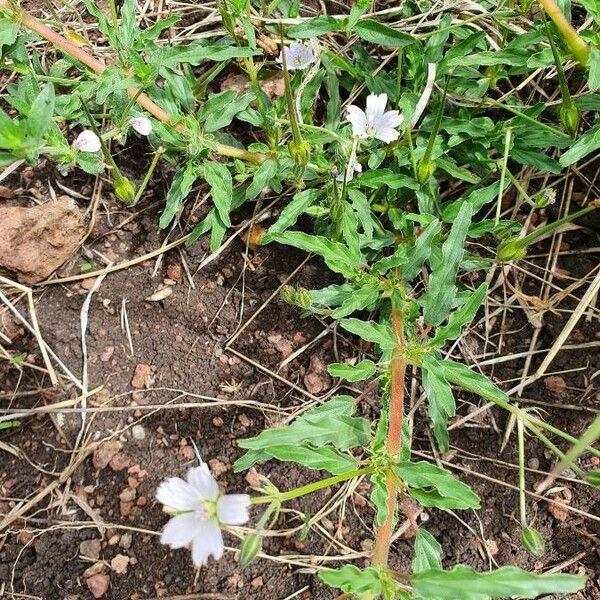 Monsonia angustifolia Habitat