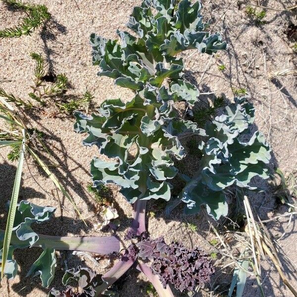 Crambe maritima Leaf