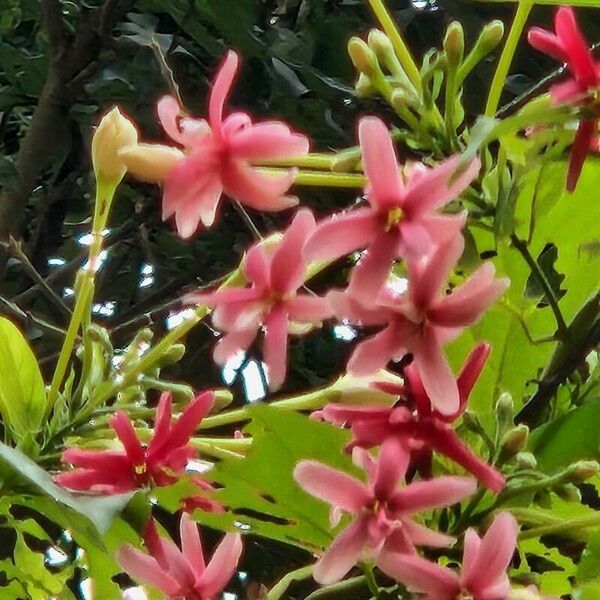 Combretum indicum ফুল