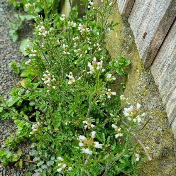 Cardamine flexuosa आदत