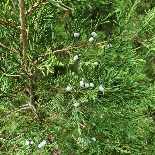 Juniperus virginiana 果實