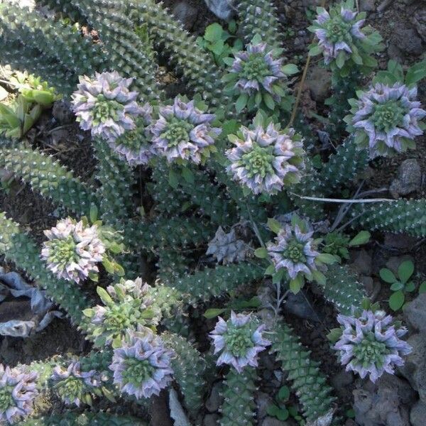 Euphorbia guentheri Flor