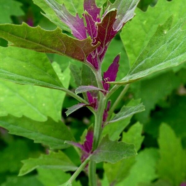 Chenopodium giganteum 形態