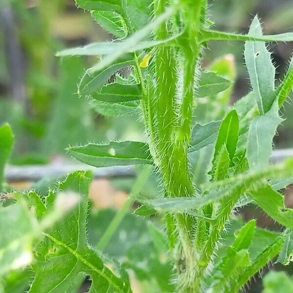 Sisymbrium loeselii кора