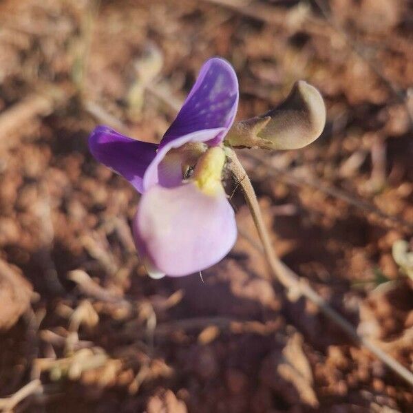 Vigna frutescens Outro