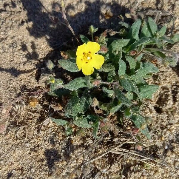 Tuberaria guttata 形态