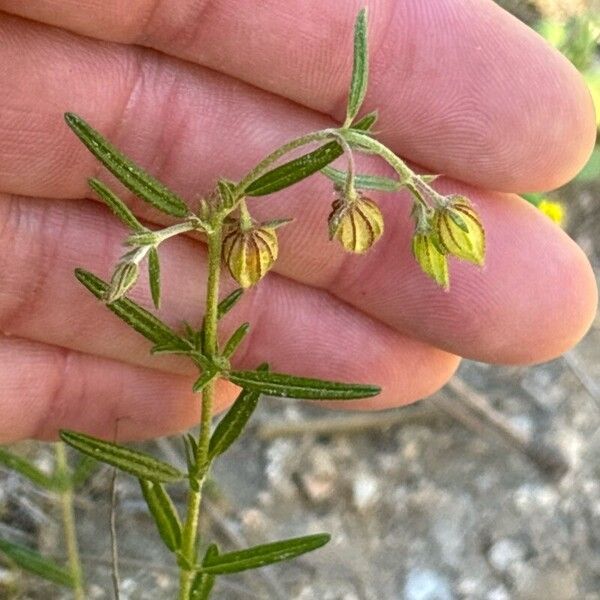 Helianthemum aegyptiacum Foglia