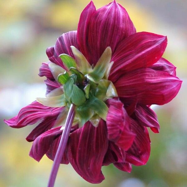 Dahlia pinnata Hoja