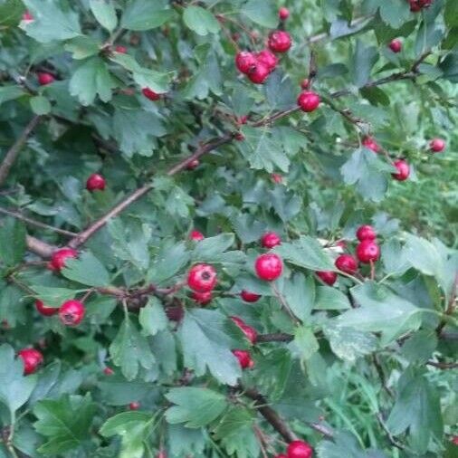 Crataegus monogyna फल