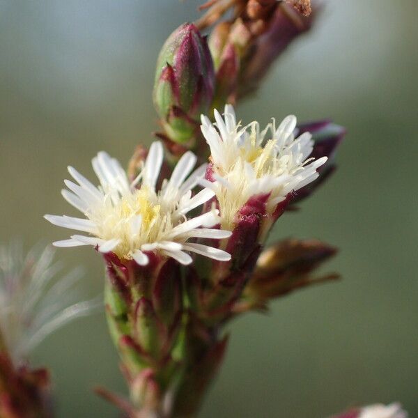 Symphyotrichum subulatum Цвят