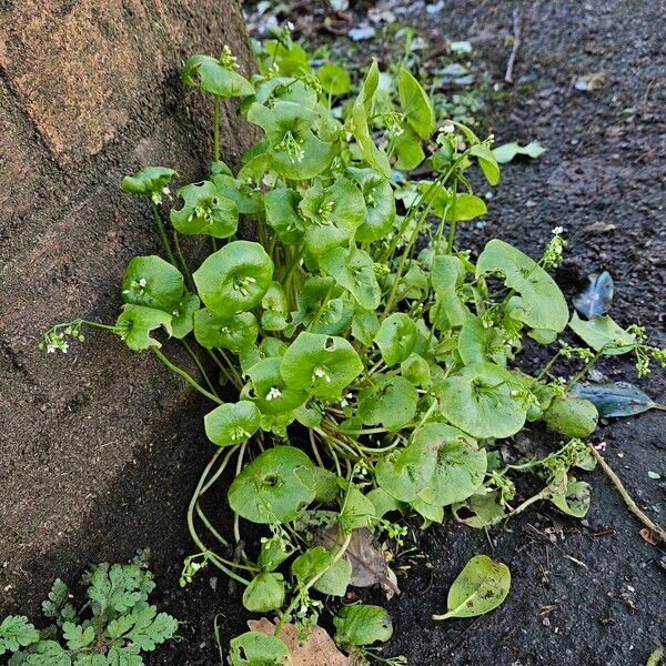 Claytonia perfoliata Агульны выгляд