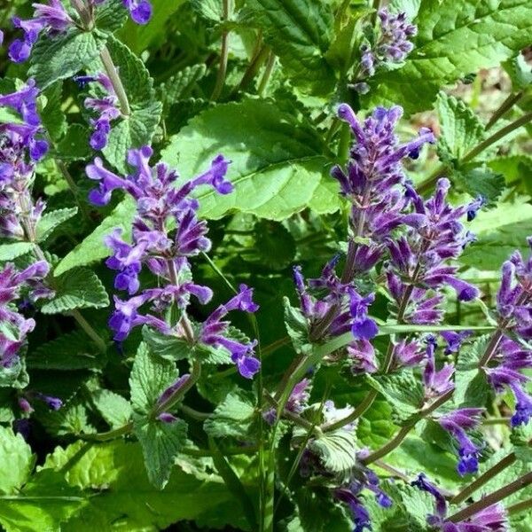 Nepeta racemosa Kvet