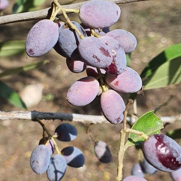 Olea europaea Fruit