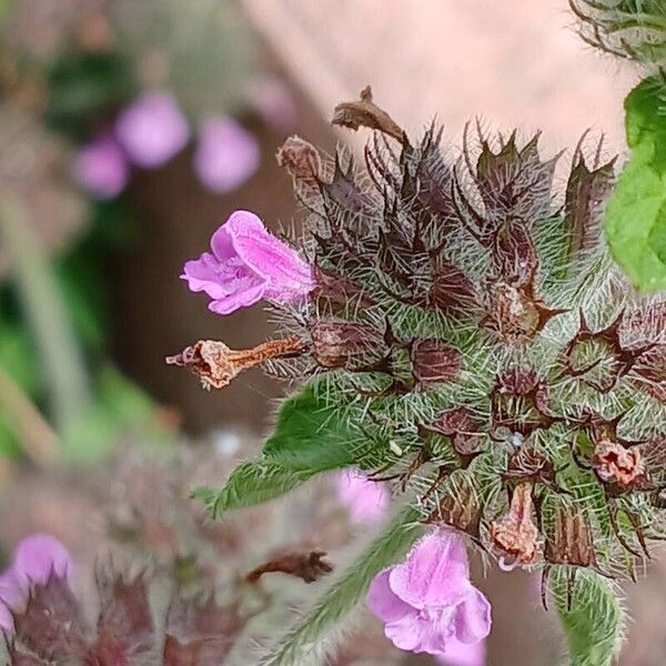 Clinopodium vulgare Cvet