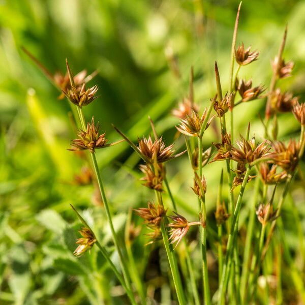 Juncus capitatus Autre