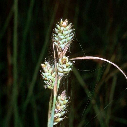 Carex buxbaumii 其他