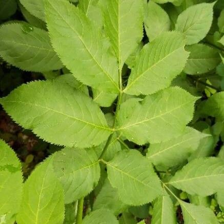 Sambucus nigra Листок