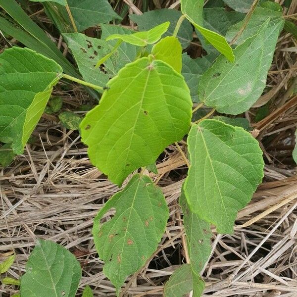 Alchornea cordifolia Leaf