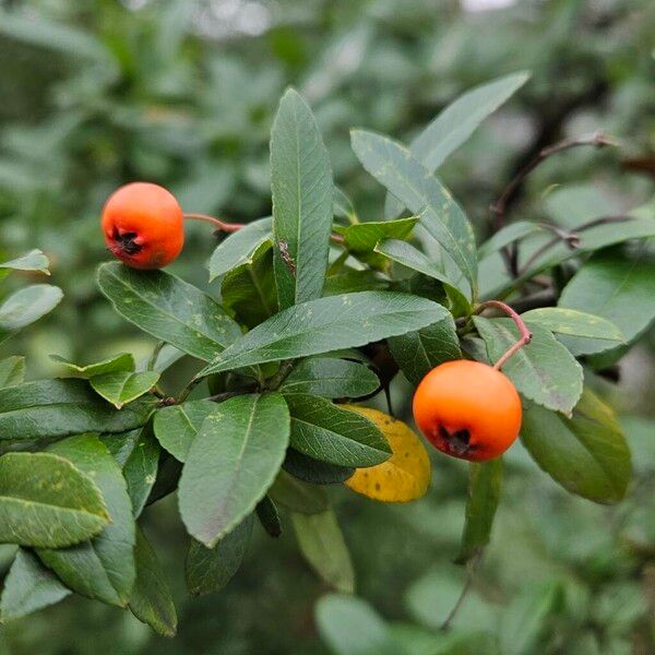 Pyracantha crenulata Плід