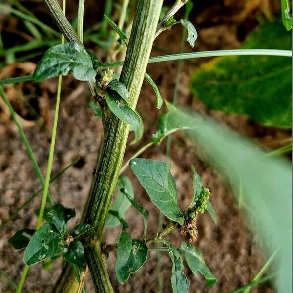 Amaranthus viridis বাকল