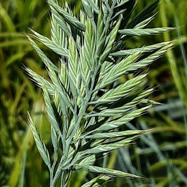 Festuca glauca फूल