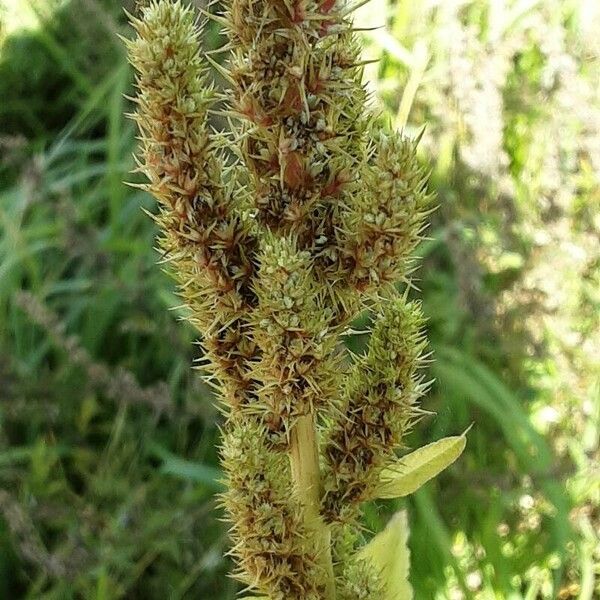 Amaranthus hybridus Fruto