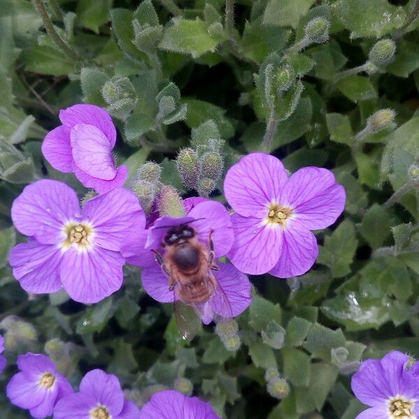 Aubrieta deltoidea Blomst