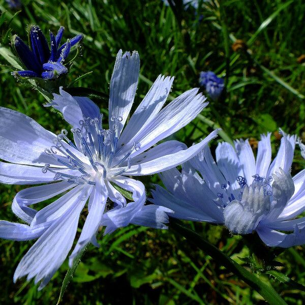 Cichorium intybus Flor