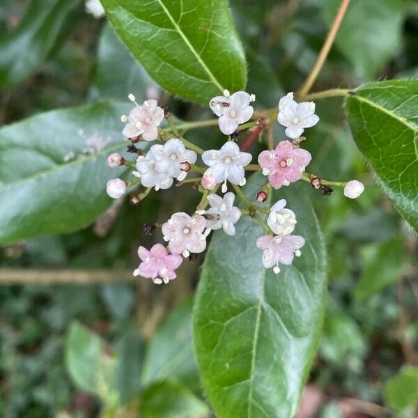 Viburnum tinus Flower