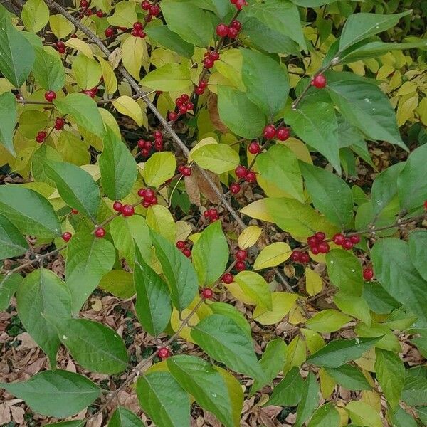 Ilex verticillata برگ