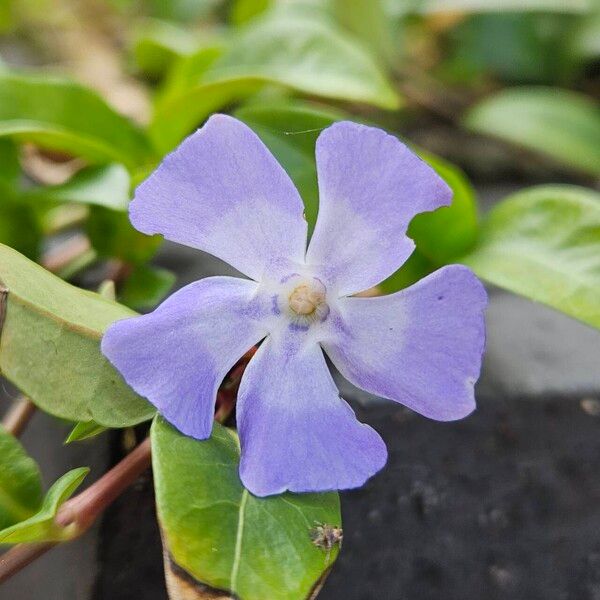 Vinca minor Flower