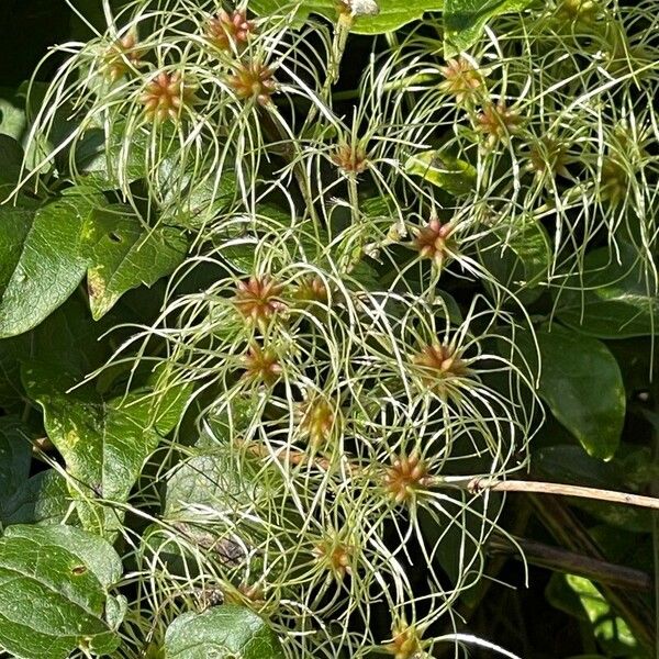 Clematis virginiana Flower