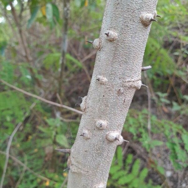 Caesalpinia sappan Rusca