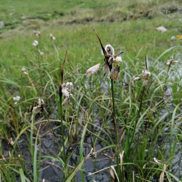 Eriophorum vaginatum Habitus