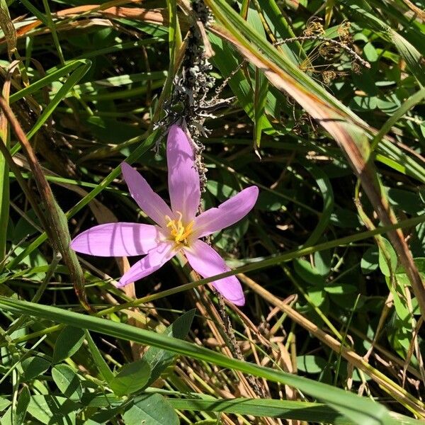 Colchicum autumnale പുഷ്പം