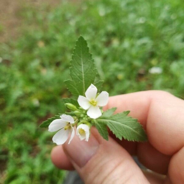 Arabis auriculata Flower