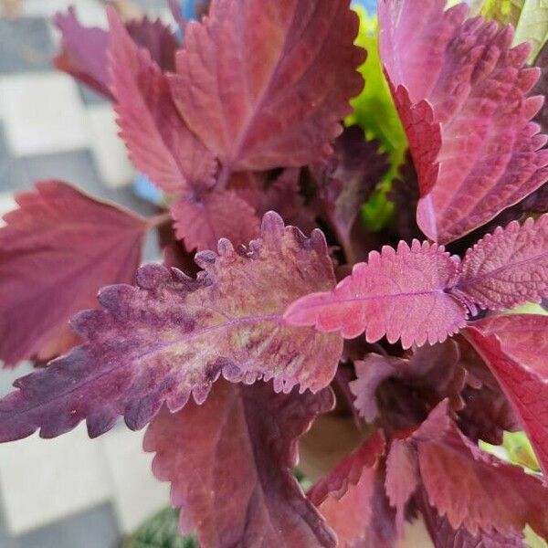 Plectranthus scutellarioides Blad