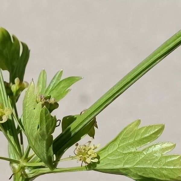 Apium graveolens Ліст