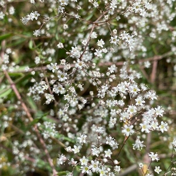 Gypsophila paniculata Flower