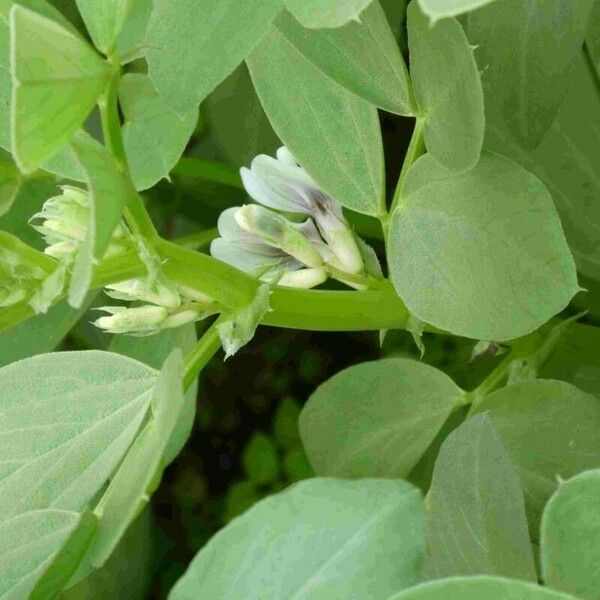 Vicia faba Fuelha