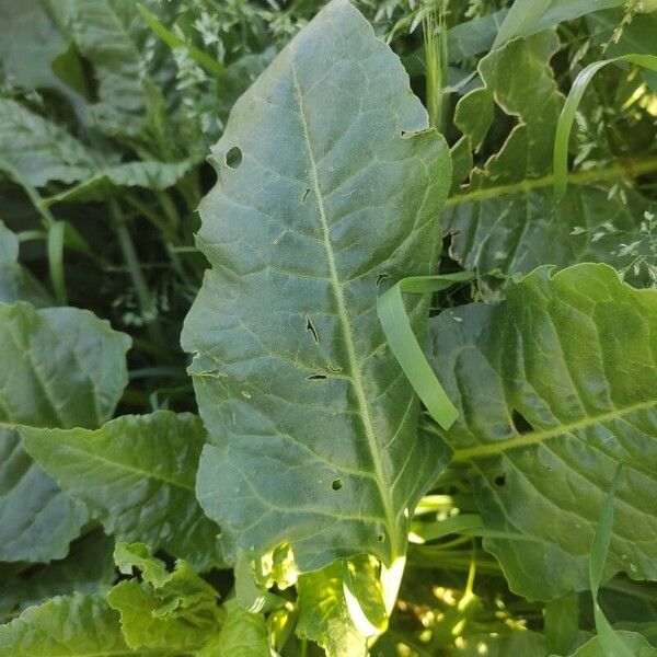 Beta vulgaris Blatt