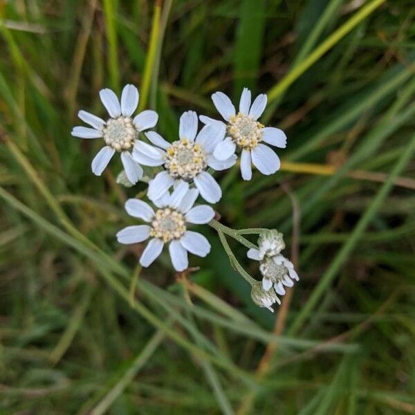 Achillea ptarmica Fiore